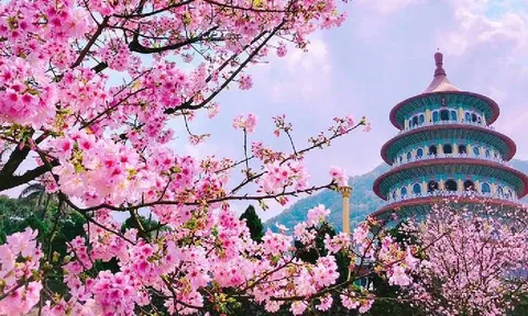 Mùa hoa anh đào Đài Loan – Mùa hẹn hò lãng mạn